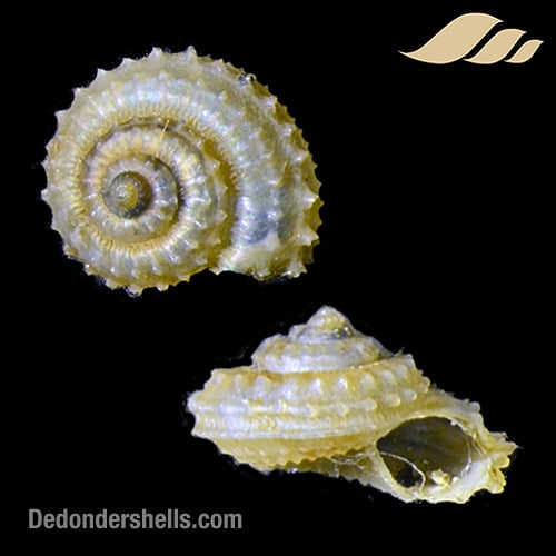 Calliotropis sagarinoi 9