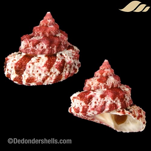 Trochus ferreirae 16