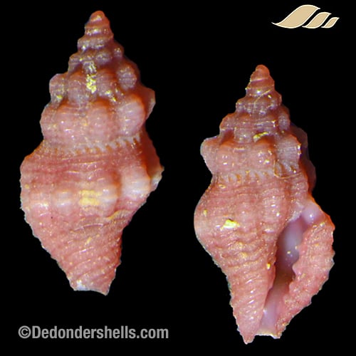 Lienardia purpurata 5