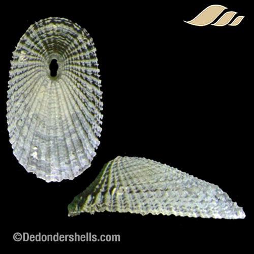 Diodora philippiana 4