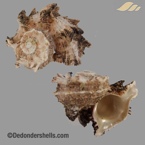 Angaria delphinus 11