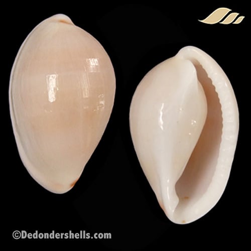 Prionovolva pudica wilsoniana 3