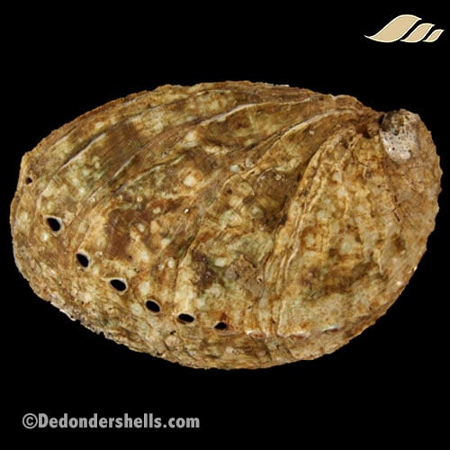 Haliotis tuberculata 16