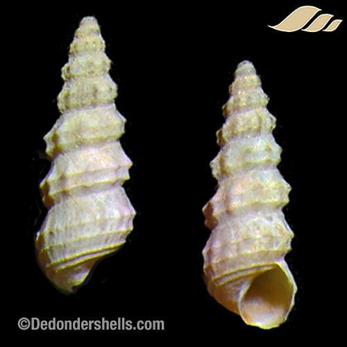 Cerithidium diplax 2