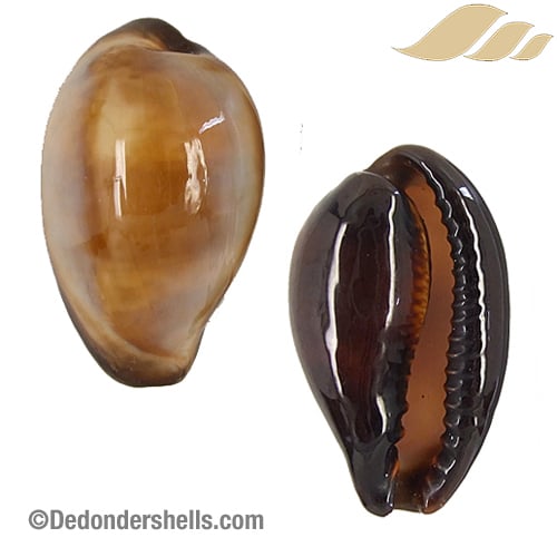 Cypraea onyx 9