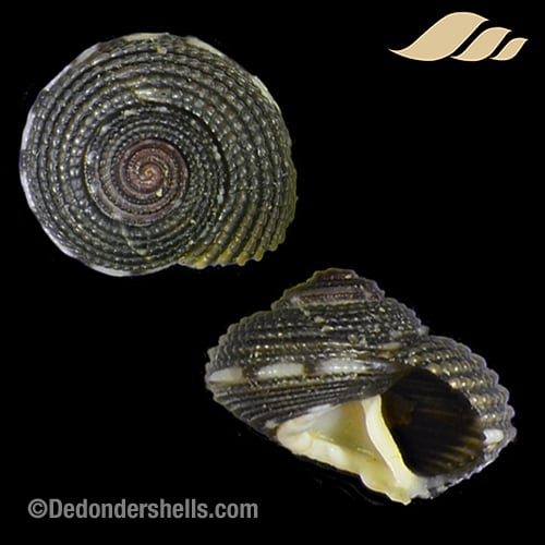 Eurytrochus cognatus 2