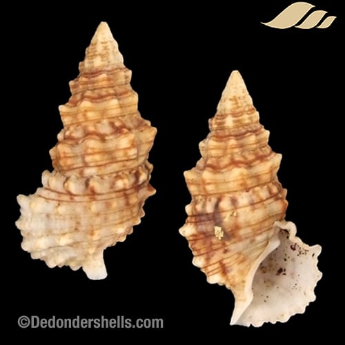 Cerithium echinatum 2