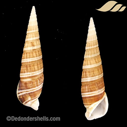 Rhinoclavis fasciata bandatum 3