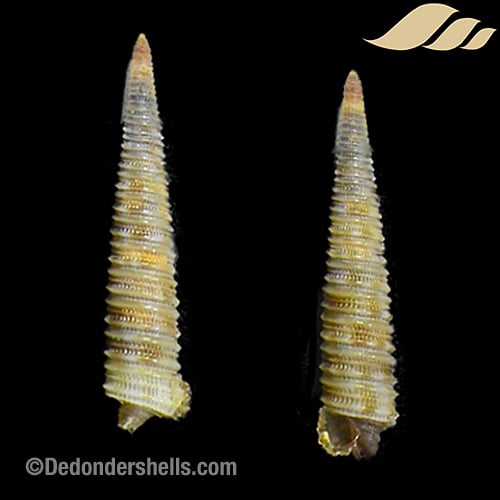 Latitriphora maxillaris 5