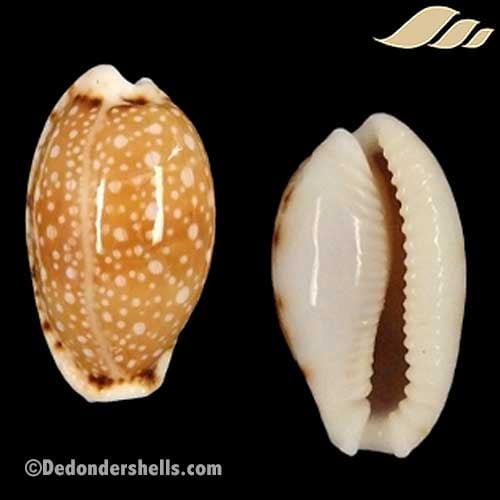 Cypraea labrolineata 19