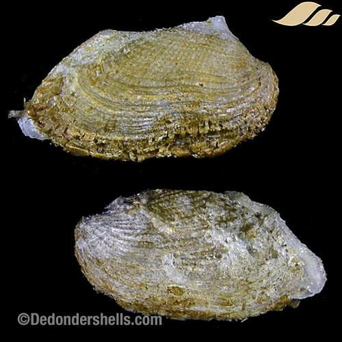 Asperarca nodulosa 4