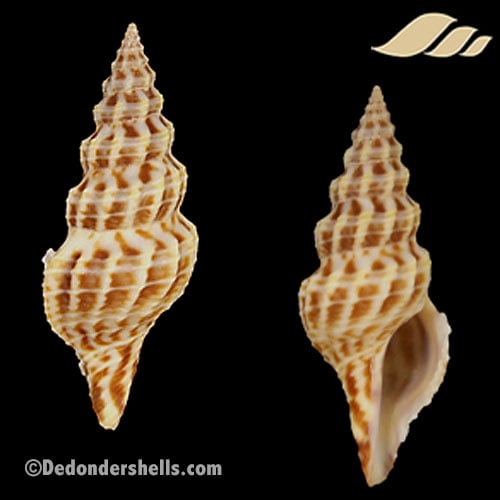 Cheungbeia kawamurai 2