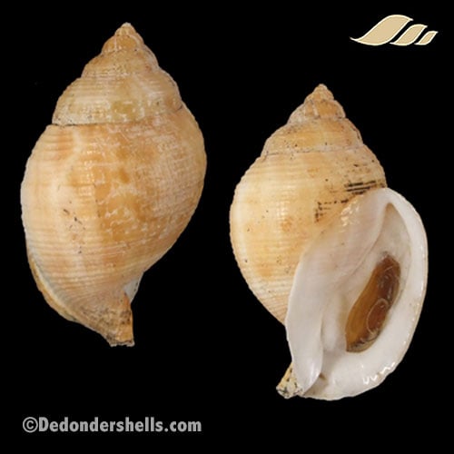 Galeodea echinophora adriatica 10