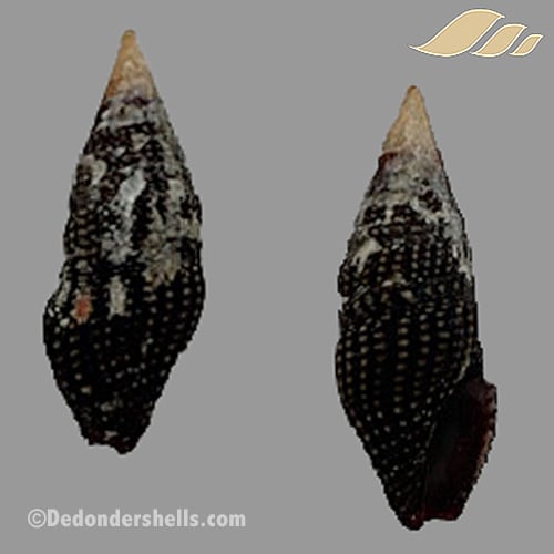 Crassispira cerithina 2