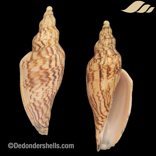 Fulgoraria hamillei 5