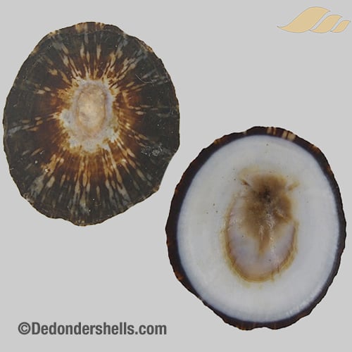 Patelloida striata 17