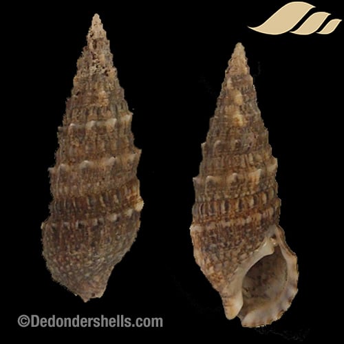 Cerithium vulgatum 4
