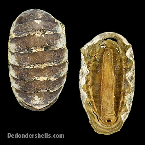 Chiton squamosus 1