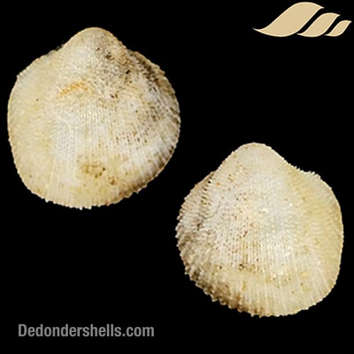 Frigidocardium sancticaroli 3