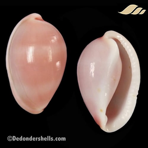 Prionovolva pudica wilsoniana 8