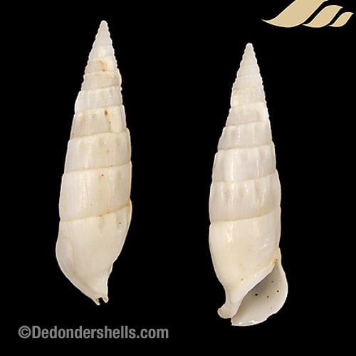 Rhinoclavis vertagus 9