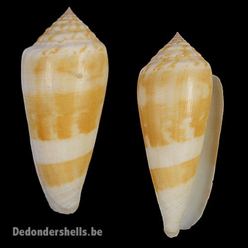 貝殻 Oocorys Lussii 貝殻 Oocorys Lussii