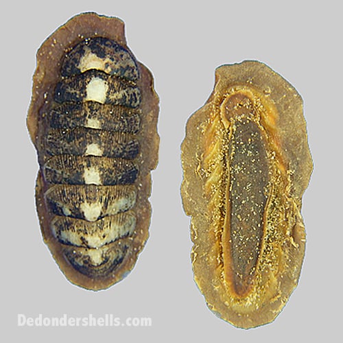 Chaetopleura angulata 7