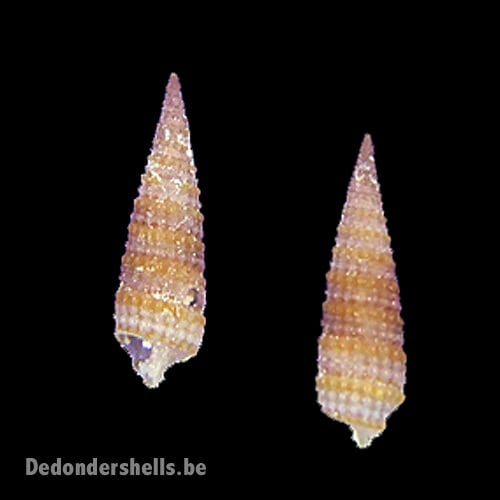 Cautotriphora hervieri 1