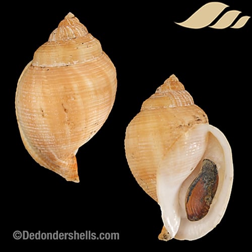 Galeodea echinophora adriatica 5