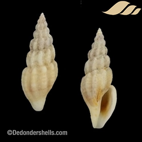 Mangelia costulata 14