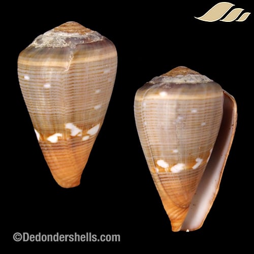 Conus irregularis 2