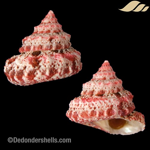 Trochus ferreirae 22