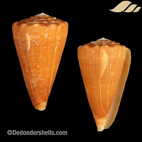 イモガイ貝殻 Darioconus Auricomus イモガイ貝殻 Darioconus Aulicus Propenudus