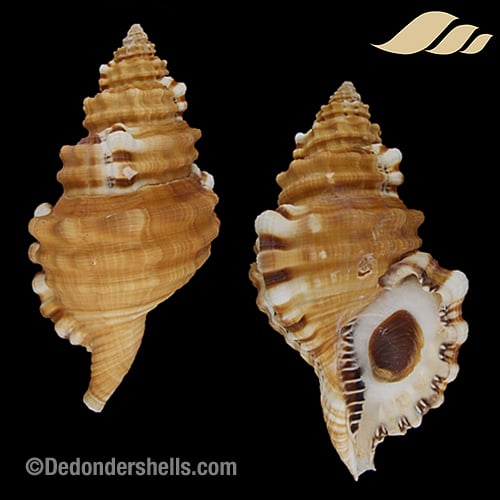 Cymatium parthenopeum 2