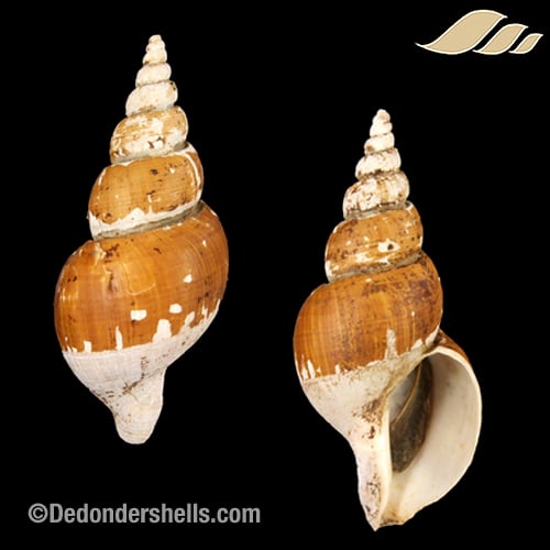 Japelion adelphicus 1