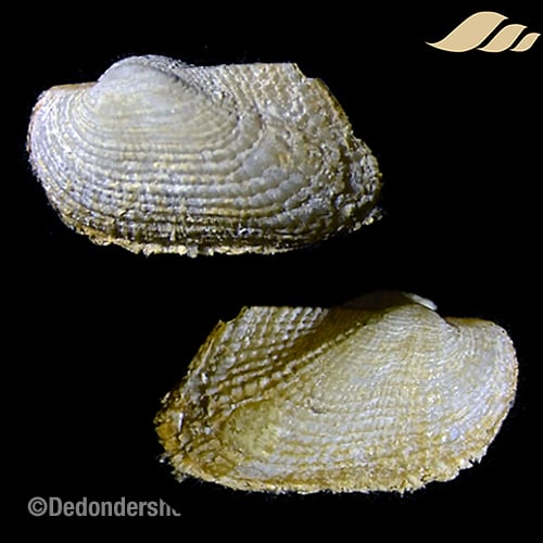 Asperarca nodulosa 1