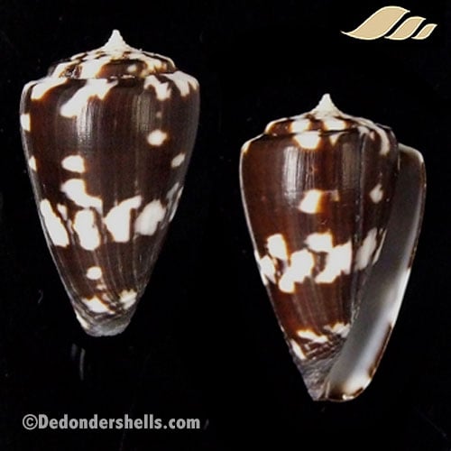 Conus ateralbus 2