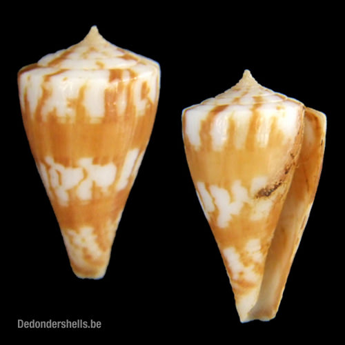Conus capitanellus 1