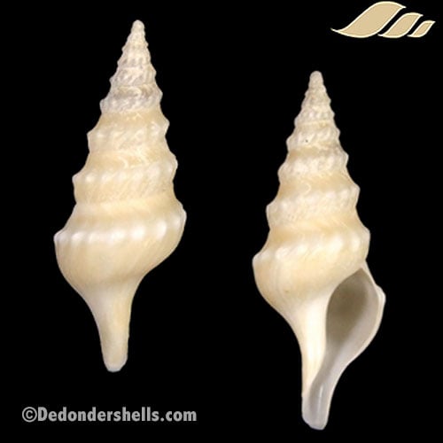 Makiyamaia coreanica 2