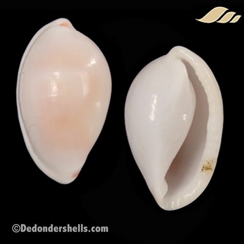 Prionovolva pudica wilsoniana 2