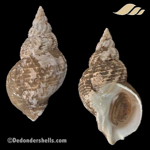 Buccinum undatum 1