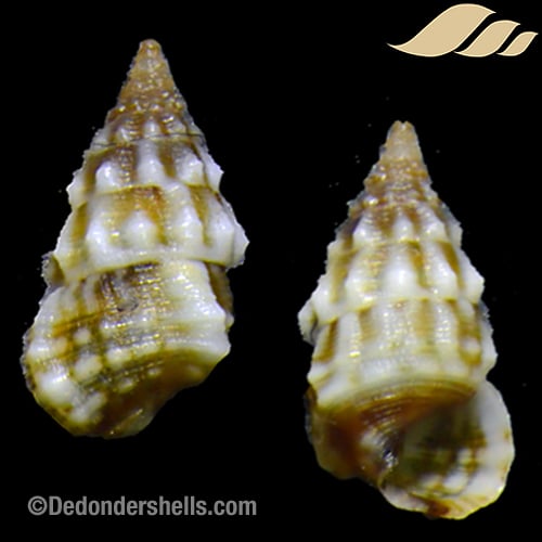 Pictorium impedens 1