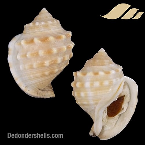 Galeodea echinophora subnodulosa 1