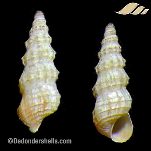 Cerithidium diplax 7