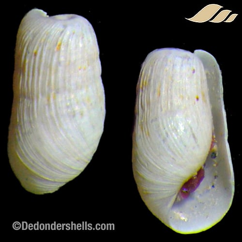 Retusa desgenettii 4