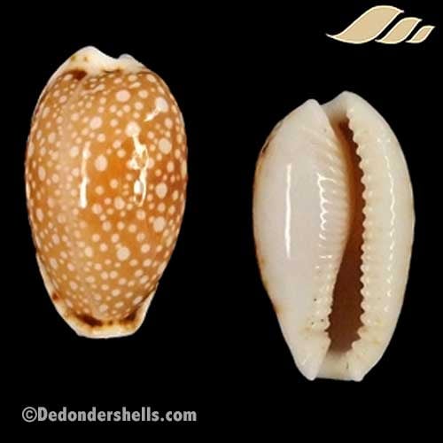 Cypraea labrolineata 20