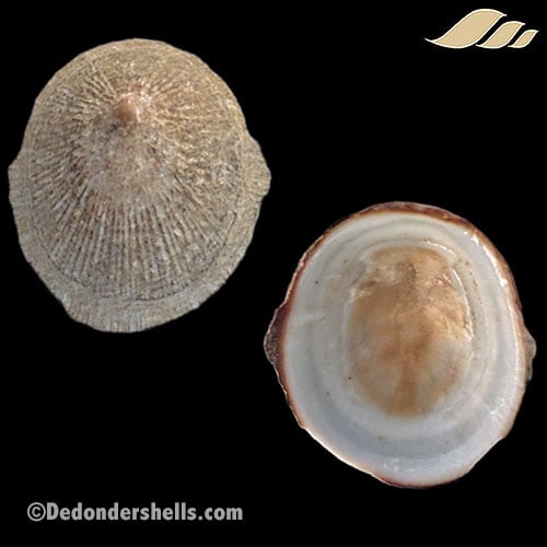 Patelloida striata 21