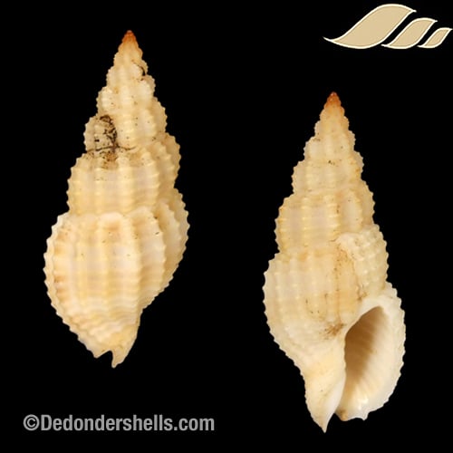 Antillophos cf oxyglyptus 4