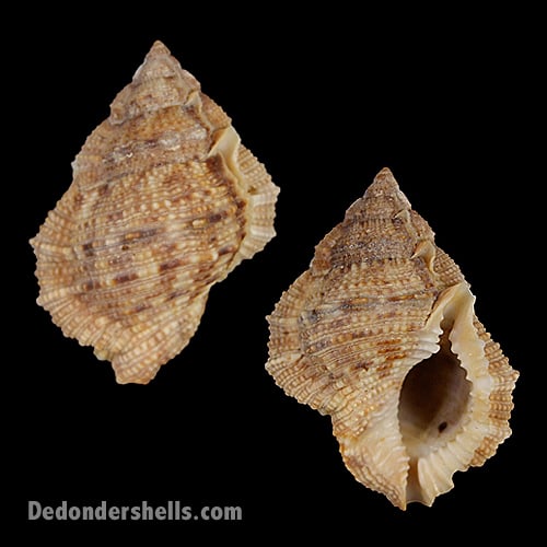 Bufonaria margaritula 2