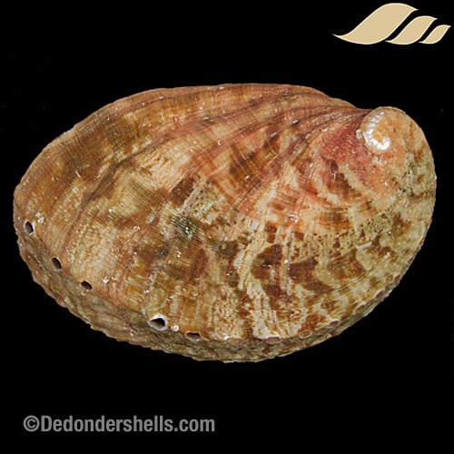 Haliotis tuberculata 43